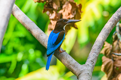White-throated Kingfisher
