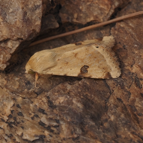 The Bordered Straw