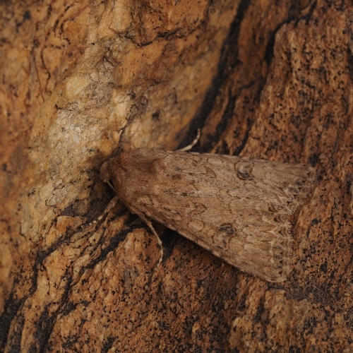 Nutmeg Moth