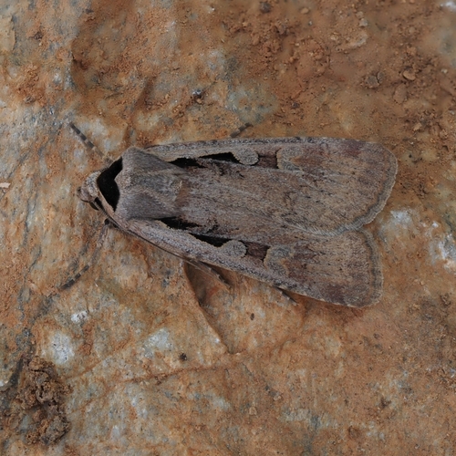 Black Collar Moth