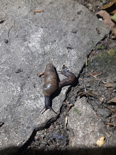 Rumina decollata