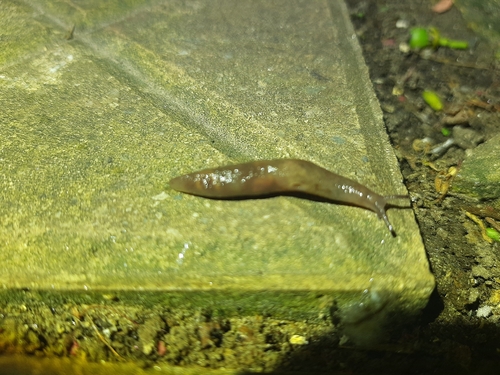 Ambigolimax valentianus