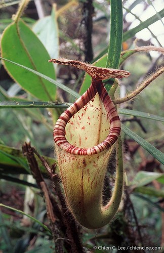 Nepenthes glandulifera