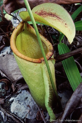 Nepenthes treubiana