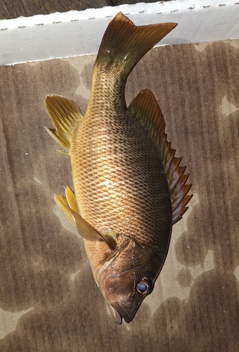 Lutjanus jocu