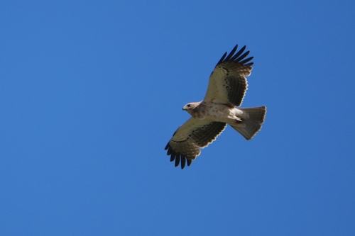Avistamiento Aguila calzada