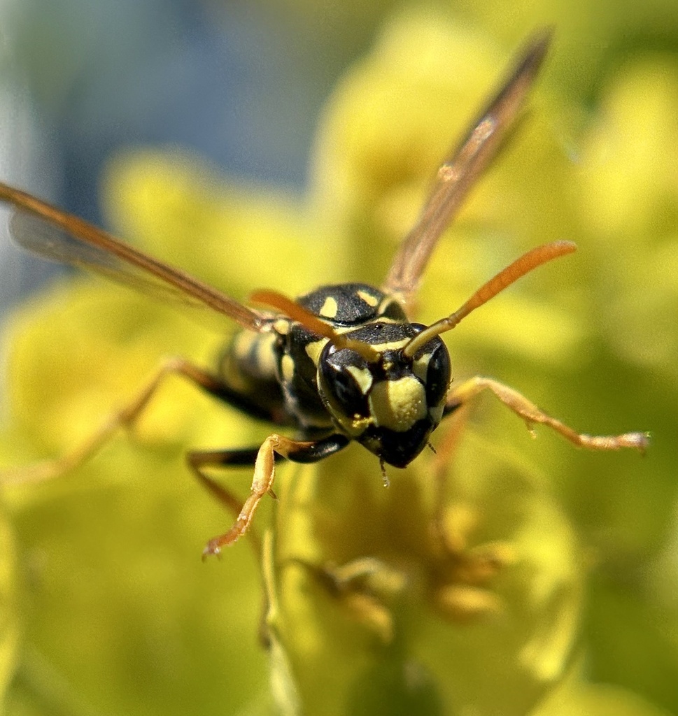 European Paper Wasp from Eighth Pl NE, Lake Stevens, WA, US on April 25 ...