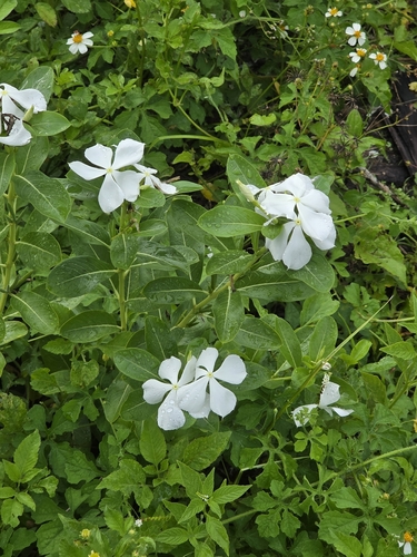 Madagascar Periwinkle