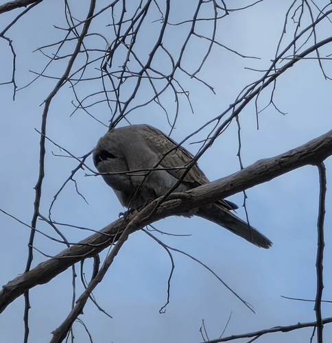 Eurasian Collared-Dove