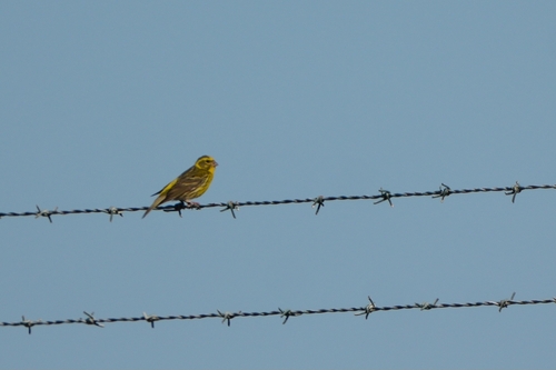 Avistamiento Serinus serinus