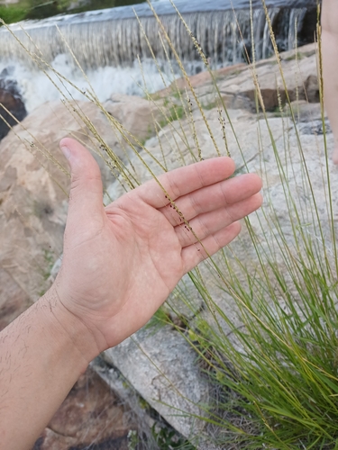 Mesosetum rottboellioides