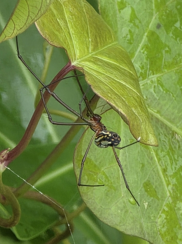 Leucauge argyra