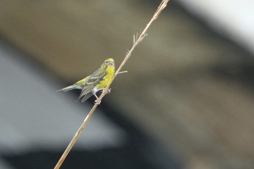 Avistamiento Serinus serinus