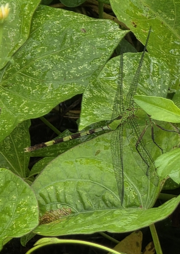 Great Pondhawk