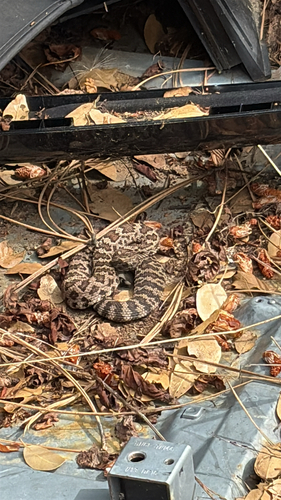 iNaturalist observation photo of Northern Pacific Rattlesnake