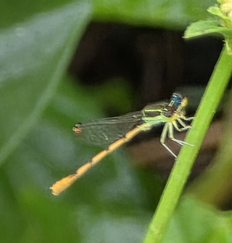 Citrine Forktail