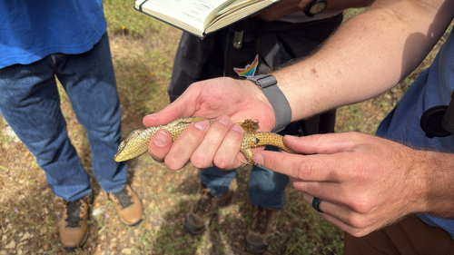 iNaturalist observation photo of Southern Alligator Lizard