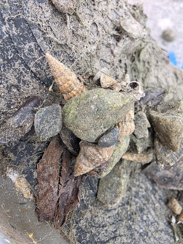 Cerithideopsis californica