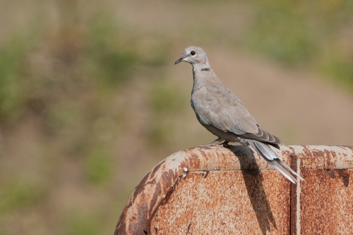 Avistamiento Streptopelia decaocto