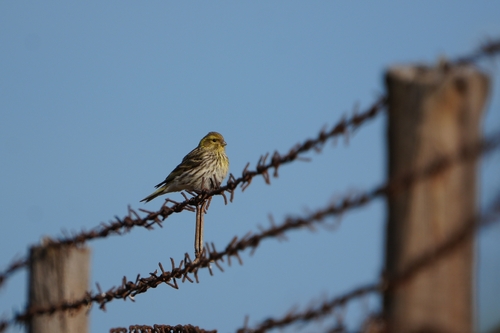Avistamiento Serinus serinus
