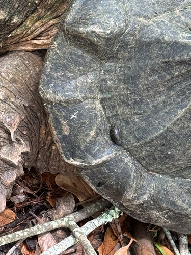 Alligator Snapping Turtle observed by thecosmichippo