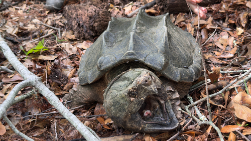 Alligator Snapping Turtle observed by thecosmichippo