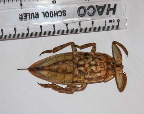African Giant Water Bug
