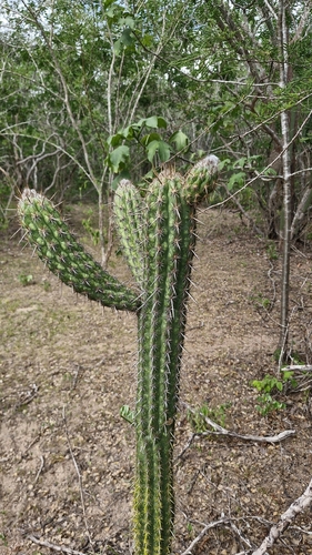 Xiquexique gounellei