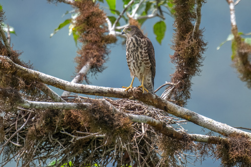 Fiji Goshawk