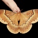 Sweetbay Silkmoth - Photo (c) Aaron Stoll, all rights reserved, uploaded by Aaron Stoll