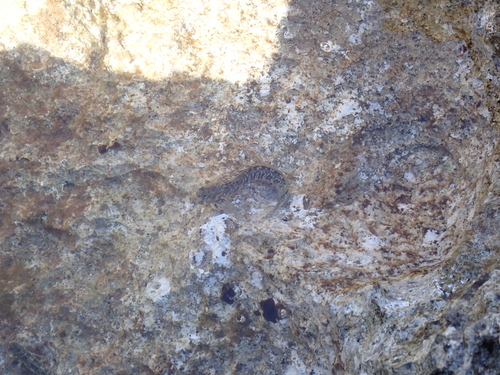 Istiblennius zebra