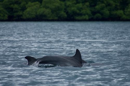 Tursiops truncatus