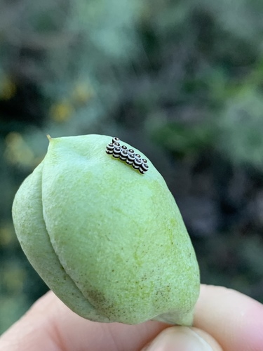 iNaturalist observation photo of Harlequin Bug