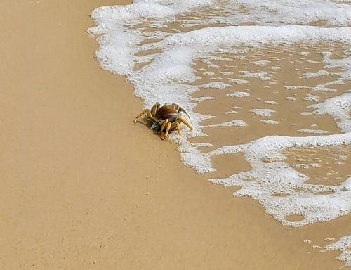 Atlantic Ghost Crab