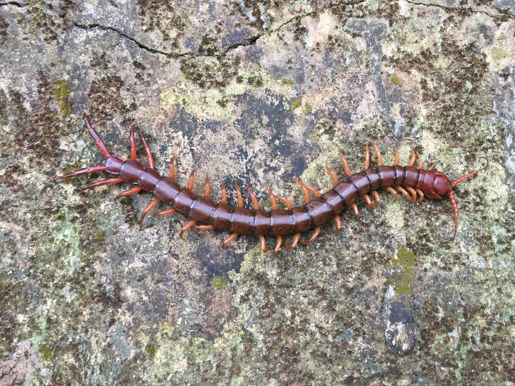 Scolopendra multidens from Lamma Island, , Hong Kong, HK on March 5 ...