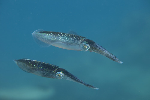 Bigfin Reef Squid