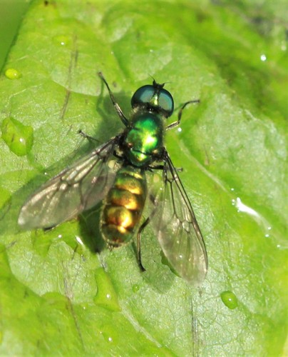 Sargus viridis Say, 1823