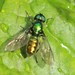Sargus viridis - Photo (c) Nancy Asquith, all rights reserved, uploaded by Nancy Asquith