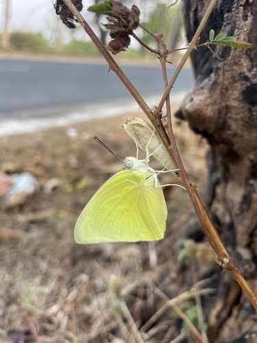 Lemon Migrant