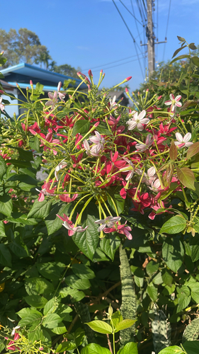 Rangoon Creeper