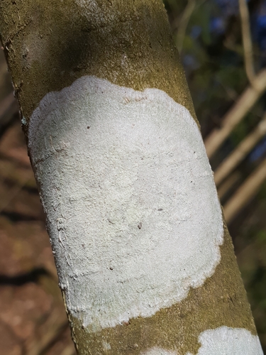 Eglinė spuogė nuotrauka