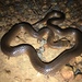 Carpentaria Small-eyed Snake - Photo (c) Bruce Edley, all rights reserved, uploaded by Bruce Edley