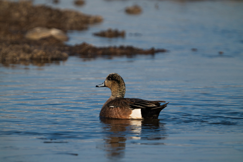 American Wigeon