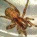 Redlined Wolf Spider - Photo (c) cheins1, all rights reserved, uploaded by cheins1