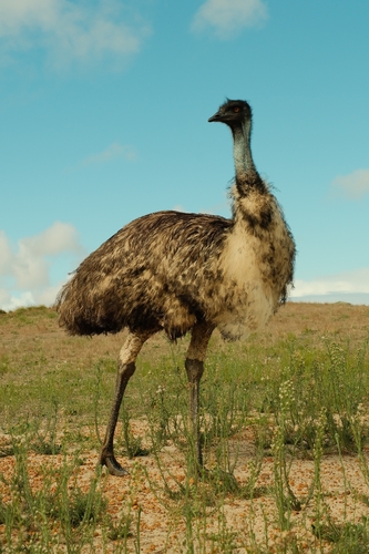 Emu