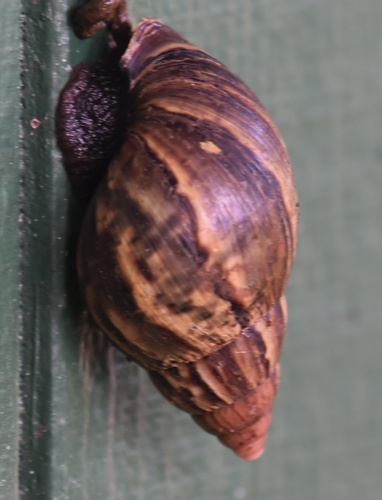 Lissachatina fulica