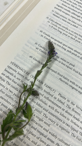 iNaturalist observation photo of western vervain
