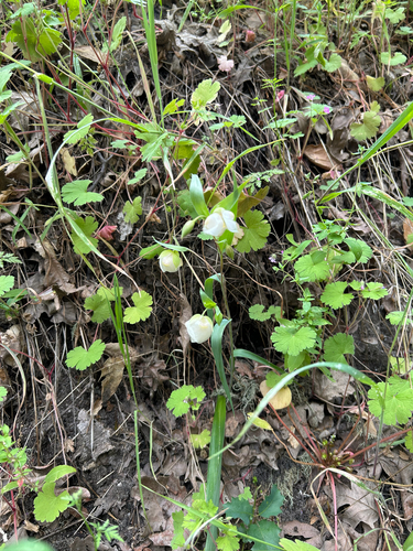 iNaturalist observation photo of White Globe Lily