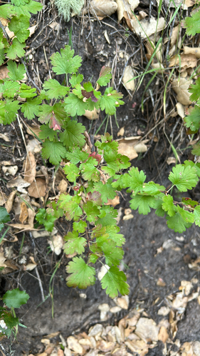iNaturalist observation photo of hillside gooseberry