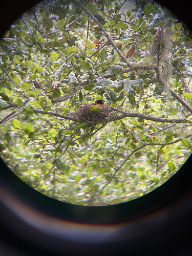 iNaturalist observation photo of Black-headed Grosbeak